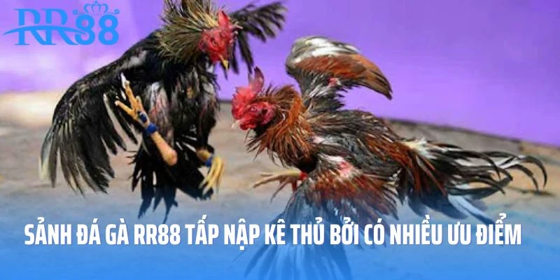 Sảnh đá gà RR88 tấp nập kê thủ bởi có nhiều ưu điểm nổi trội 