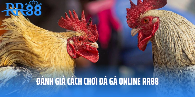 Đánh giá cách chơi đá gà online RR88