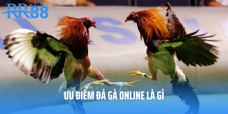 Ưu điểm đá gà online là gì