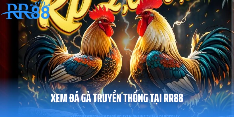 Xem đá gà truyền thống tại RR88